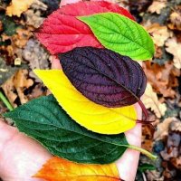 Amuri Max (@abdalmalikaamer) Twitter profile photo