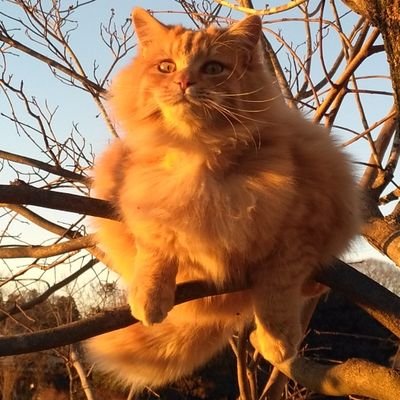 touteigifoxy30's profile picture. (progressive,melodic-death,power,symphonic)metal,Gary barlow,Jean-Baptiste Camille Corot,
Jason Statham,
原神(Genshin-impact),
nothing user.👍