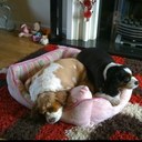 Sue Scanlon - @puppy_lover9 - Twitter