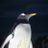 gentoo_penguin6