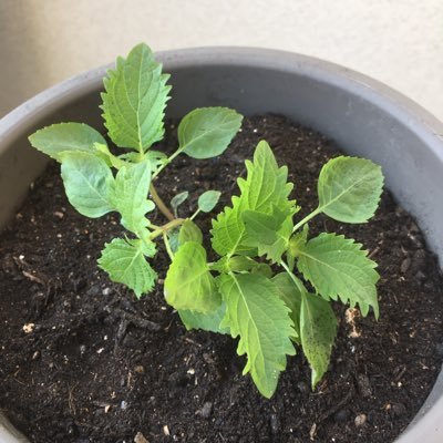 atoatolingo's profile picture. 