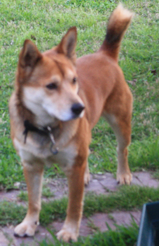 🎵 There is a Thunder in our hearts, baby 🎵  

Proud immigrant  🇵🇭  
Dog lover  🐾  Possum well-wisher