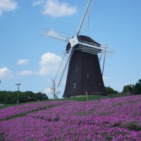 蛸海月 (@tako_dosue) 's Twitter Profile