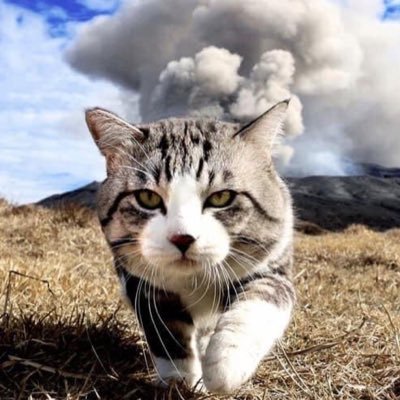 wataritaihu's profile picture. 適当に呟いたりRTしたり 一応、歴史に埋もれた武家一族の末裔です😓 酔っ払いの独り言多し😓心の醜い者、面倒臭いの、非常識、とんでも自論展開押し付け者はブロックします😡 #対馬に行こう #登山 #オートバイ #ヘヴィーメタル #晩酌 #昼呑み