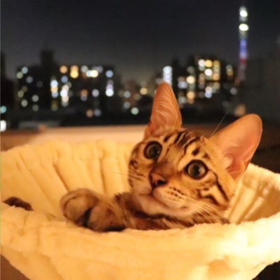 ルカネコ日記 中に誰がいるのにゃ 出てこいにゃ ฅ ルカ 手遊び モグラ叩き のような動き 永遠と出てくる 猫 ねこ ベンガル ねこのきもち 猫好きさんと繋がりたい 猫がいる生活 猫動画 猫がいる幸せ Cat Bengal Cute 可爱的猫 小猫