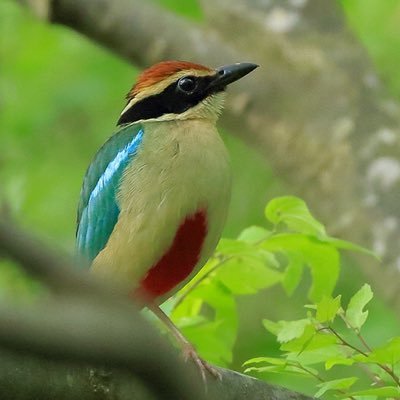 君鳥 ken (@ken00184) / X