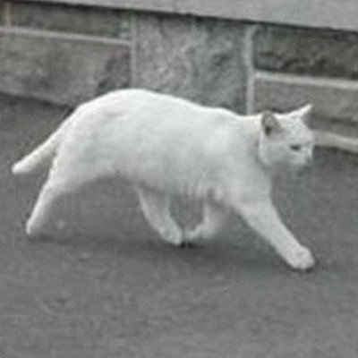 LooperzPeter's profile picture. 听音乐