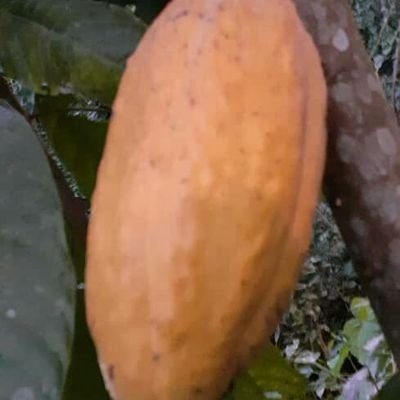 Gustavo84201334's profile picture. proyecto de venta por subasta,  del cafe y cacao orgánico venezolano Amazonico