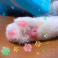 🐈⬛ねこひげ🐾 (@tori__kara) 's Twitter Profile