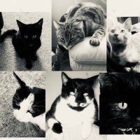 Angel Cats 🌈(@AngelCats13) 's Twitter Profile Photo