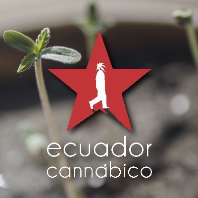 Bienvenidos a Ecuador Cannábico, tu página de información de esta mítica planta y sus derivados medicinales, recreacionales, de uso espiritual e industrial