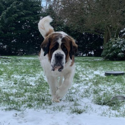 ESPx5's profile picture. Live with my wonderful hubby, our 5 children and my gorgeous boy  Sam 🐶xxx❤Sweet dreams always to my Noah,Dexter, Basil and Bentley 🐶💔