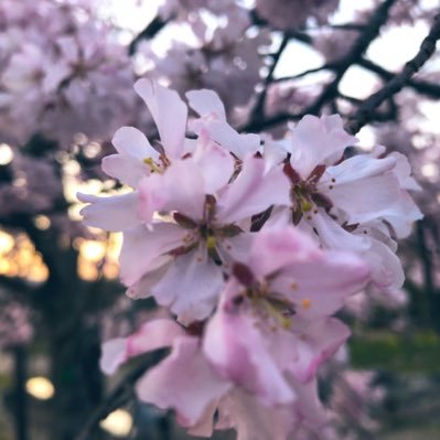 higedan__roasso's profile picture. @arashi5official @roassoofficial @officialhige