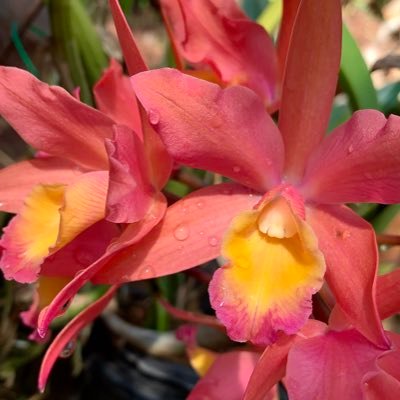 Shop Magnificent Orchids Online with Delivery Countrywide in South Africa