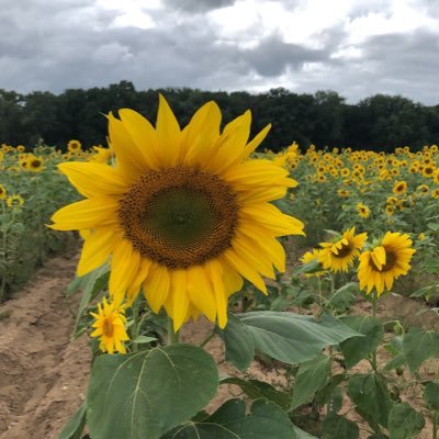 kimbilodeau2's profile picture. 