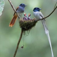 Halfdaybird (@halfdaybird) 's Twitter Profile