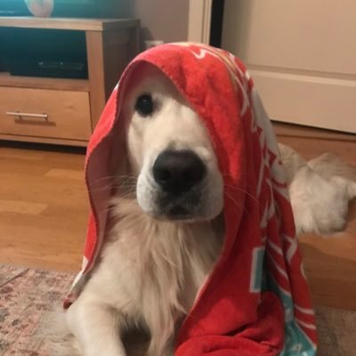 seocharles's profile picture. Passionate about my pets, family and LFC. Also interested in online marketing. And politics. Ooh, also sports. Did I mention Liverpool?