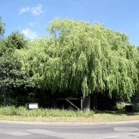 Hunters Bar Roundabout (@hunters_bar) 's Twitter Profile