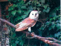 Wildlife Rescue Centre based in Crumlin, N.Ireland dedicated to the rehabilitation of sick, injured + orphaned wild animals.