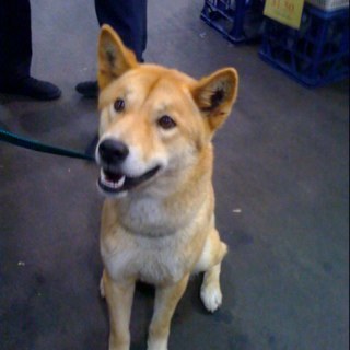 iatsiaris's profile picture. 