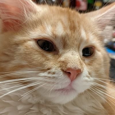 UKS2 teacher, Co-headteacher, life-long learner, mother of chihuahuas, slave to a Maine Coon, Cambridge Latin and EdD student. Caecilius est in horto.