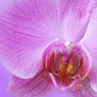 Berendsbloem's profile picture. Voor Bloemen & Planten en meer bijzonders