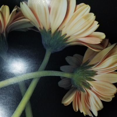 Lizz90528965's profile picture. blogger for home cooked meals made easy
