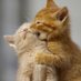 Cats (@cats72594385) Twitter profile photo Cats (@cats72594385) Twitter profile photo
