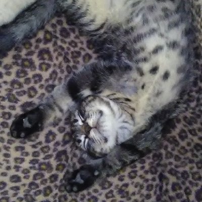 _Paianjen's profile picture. rien de plus qu'un outil de veille, juridique surtout