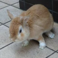 Hikaru 🇦🇹🇱🇮 (@thimogiro2016) 's Twitter Profile