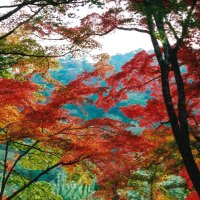 青空　どんな時も青空を見て、気持ちを明るくのどかに暮らす。 (@crthifbi8nphg8j) 's Twitter Profile Photo