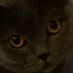 CheeeZi (@zicheee) Twitter profile photo CheeeZi (@zicheee) Twitter profile photo