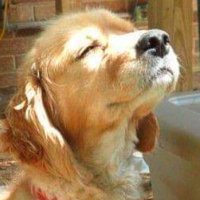 🌻Bibliobibuli. Hygge is my ikigai.🌻 (@fowerli) 's Twitter Profile