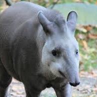 ParedesSolo's profile picture. soy un pato