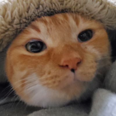 玉置神社さんのプロフィール画像