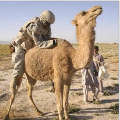 ThingsSharpSays's profile picture. Hi my name is Steve. I once made a camel disappear using only my mind. I like to say things...that I mix and people hear.