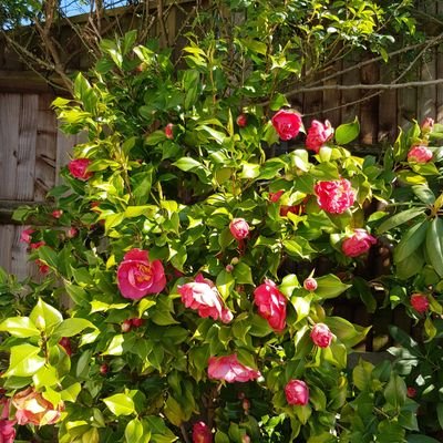 SharonFossaluz2's profile picture. Matron for Specialist Inpatient Services at SLAM. Every day I am reminded of the privilege given to us to be part of a services users journey to recovery.