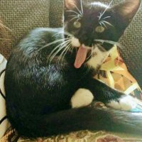 das alte Fritzchen (@wolfganggreiner) Twitter profile photo