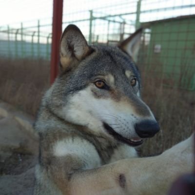 asivach's profile picture. 