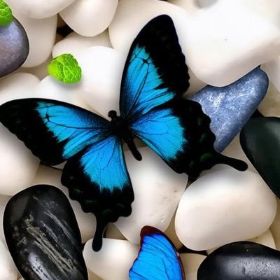 zXRaghad's profile picture. 🦋🦋 🌼