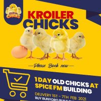 HOIMA CHICKS (@chickshoima) 's Twitter Profile