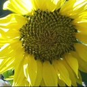 LeeAnn Jones - @Lamchops50 - Twitter