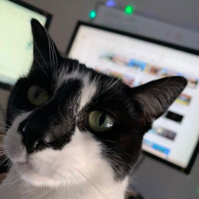 technology consultant, investor/trader, former amateur futures trader, former engineer, wanna be scientist, sailor, cat servant