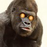 CryptoKing_Kong's profile picture. I don’t trade and/or I have no crypto, only bananas 🍌 Follow me at your own risk ⚠️ buy #Bitcoin