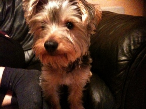 pendo390's profile picture. Guitarist, Motorcyclist, Husband and father of four beautiful people, dog lover and something of an interest in railways