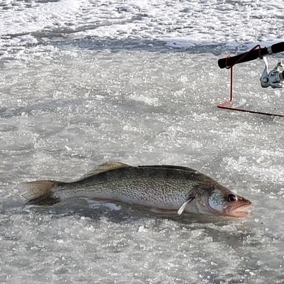 DuboisJeff's profile picture. Husband and Father of 2 awesome boys.  Avid sports fan, Go Jets and Bombers.  Funeral Director at McKenzies Portage Funeral Chapel.