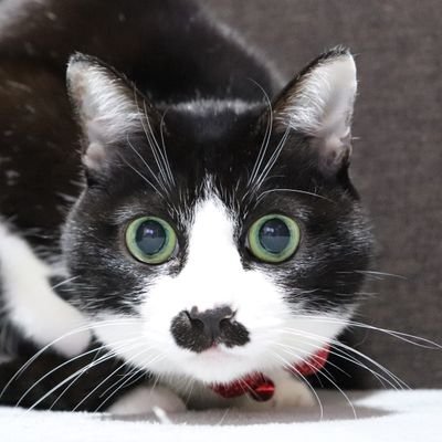 こまち こまちゃんねる パソコンの使い方間違えてる奴 白黒猫 ねこすたぐらむ ねこのいる生活 猫のいる暮らし 白黒ちょびひげ猫 ちょびひげ猫 はちわれ白黒猫 はちわれ猫 世界一可愛い猫 宇宙一可愛い猫 猫 猫好き 猫スタグラム