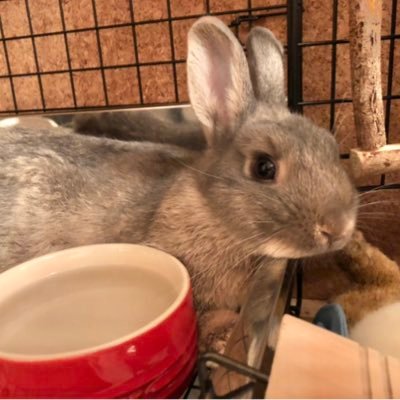 まいにちうさぎのおぱるさんのプロフィール画像