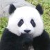 ShanghaiPanda_No2 (@thinkingpanda2) Twitter profile photo ShanghaiPanda_No2 (@thinkingpanda2) Twitter profile photo