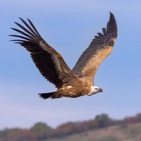 🦅Gideon🦅(@wang_lisen) 's Twitter Profile Photo